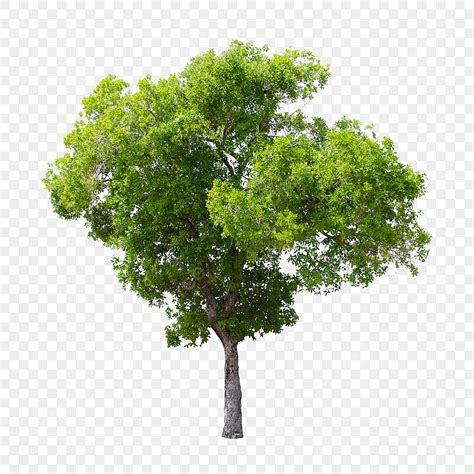 pngtree kostenlos.